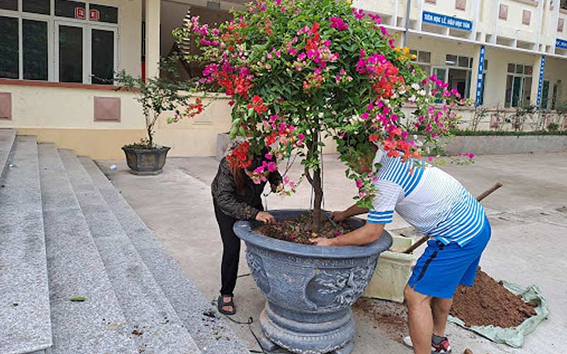 Cây cảnh khuôn viên trường