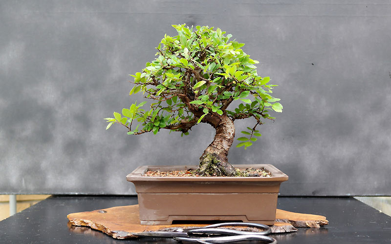 Chậu cây bonsai